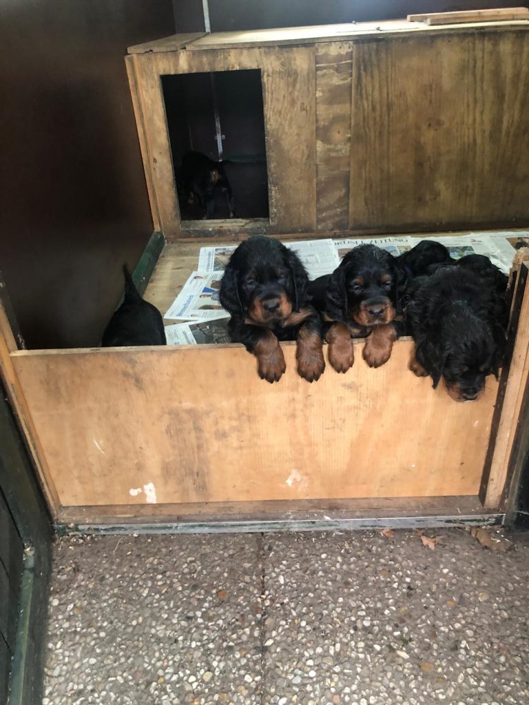 Hundewelpen